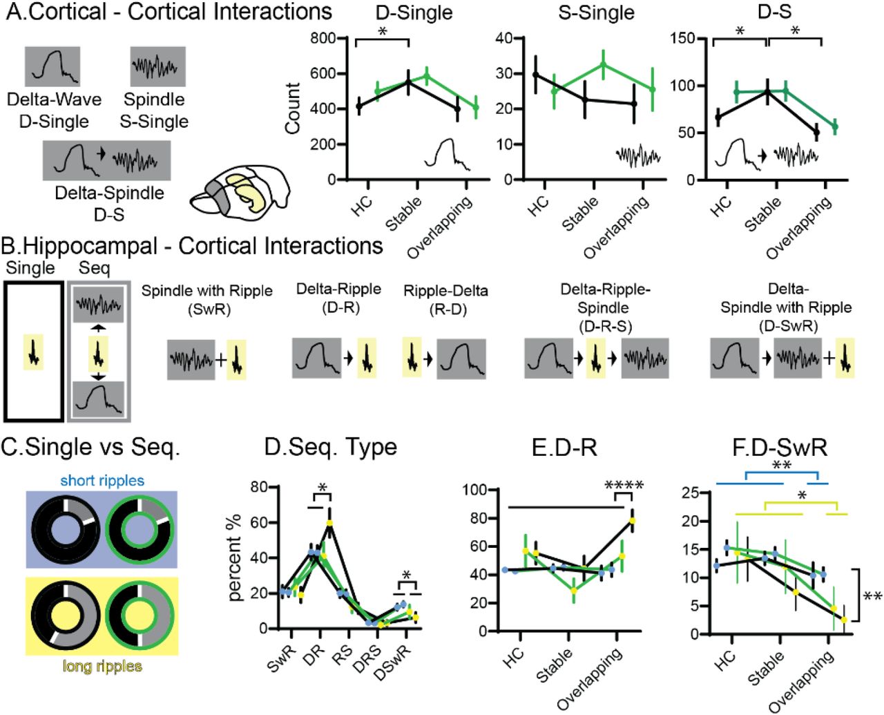 Oscillation interactionsA. Cortical interactions. Oscillations can be single delta (D) or spindle (S) waves, or coupled delta-spindle events (D-S). Counts of events shown for three different conditions home cage (HC), Stable and Overlapping (each rmANOVA with condition and treatment, D-single condition F2,62=3.9 p=0.026 other p>0.2, S-Single all p>0.13, D-S condition F2,62=6.2 p=0.0034, treatment F2,62=3.4 p=0.076, interaction p=0.29). B. shows different types of oscillatory coupling. C. Fraction of short (top blue background) and long (bottom yellow background) that are part of sequences (grey) or occur alone (black). Left vehicle (black edge), right CBD (green edge). D. Fraction of coupled long and short ripples spread over the different interaction types (sequence types F4,160=77 p<0.0001, sequence types X ripple types F4,160=2.3 p=0.06, other P>0.16). E. as in D fraction of events that are D-R but split for the different conditions (condition F2,204=5.2 p=0.006, ripple type F1, 204=7.2 p=0.0081, treatment F1,204=3.1 p=0.08, condition X ripple type F2,204=7.4 p=0.008, ripple type X treatment F1,204= 3.9 p=0.05, other p>0.2), F. same for D-SwR (condition F2,204= 6.5 p=0.0018, ripple type F1,204= 5.5 p=0.019 other p>0.18). Only in overlapping an increase was seen in vehicles but not CBD. * p<0.05, ****<0.0001