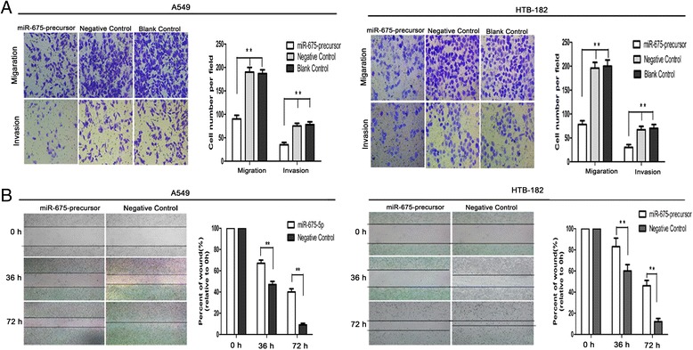 The effect of miR-675-5p on in vitro migration and invasiveness of NSCLC cells. (A) The number of migrating or invading cells in the miR-675-precursor group was significantly decreased compared with the control. (B) The wound healing rate in cells transfected with miR-675-precursor was significantly decreased. Data were represented as the mean ± SEM of three independent experiments. Negative control: pGCsil-GFP Vector. *P < 0.05, **P < 0.01.