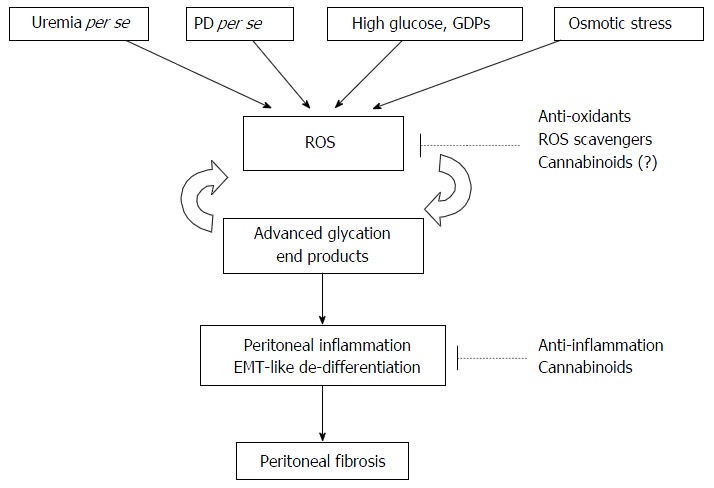 Peritoneal dialysis-induced oxidative stress and peritoneal fibrosis. PD: Peritoneal dialysis; GDPs: Glucose degradation products; EMT: Epithelial-mesenchymal transition; ROS: Reactive oxygen species.