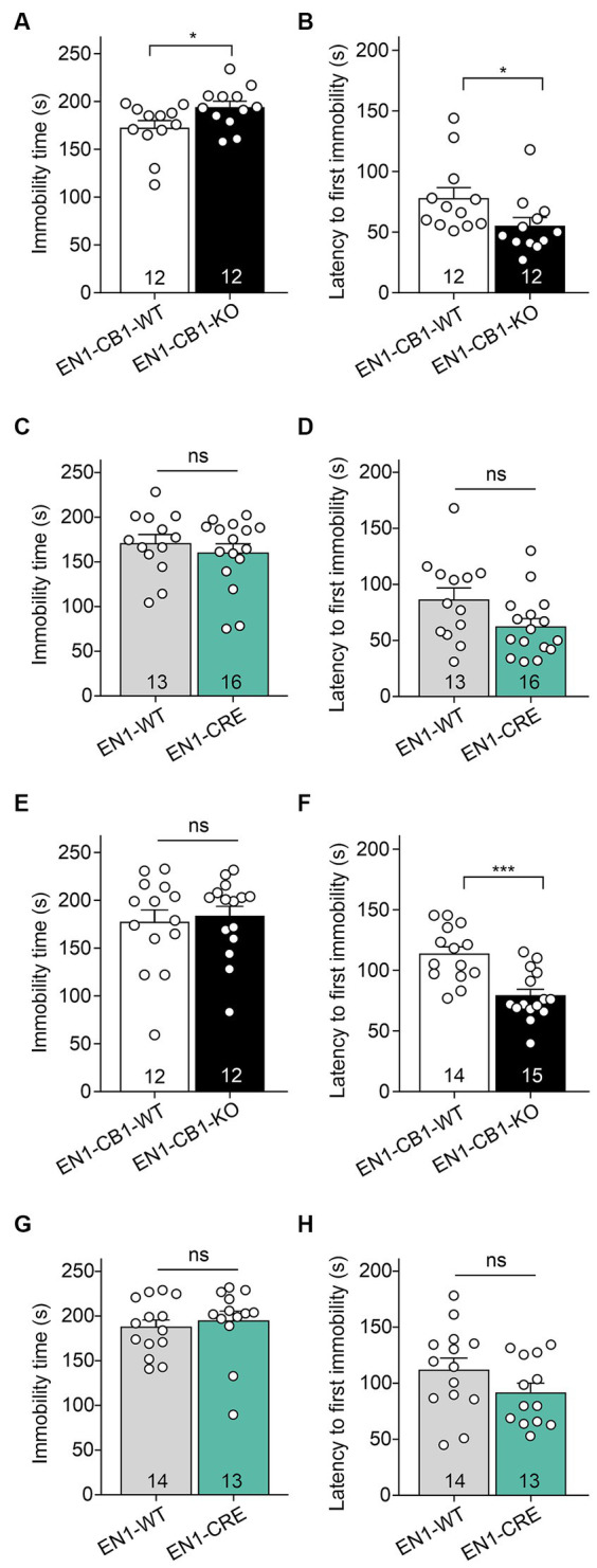EN1-CB1-KO mice display an increased depressive-like behavior in the forced swim test. In (A–D) the analysis of 14 weeks old mice is shown, in (E–H) of 30–31 weeks old mice. EN1-CB1-KO mice spent more time immobile (A) and showed shorter latency to the first immobility (B) than EN1-CB1-WT littermate controls. No differences were observed between EN1-CRE and EN1-WT littermates in immobility time (C) and latency to the first immobility (D). The significant effect in the FST in EN1-CB1-KO mice could also be observed in older mice in the latency to the first immobility compared to their WT litter mates (F), whereas EN1-CRE and EN1-WT showed no difference (H). However, the immobility time revealed no differences in both lines (E,G). Data are expressed as mean ± SEM for each group. Two-tailed unpaired Student’s t-test, *p < 0.05, n = 12–16 (A–D), ***p < 0.001, n = 12–15 (E–H).