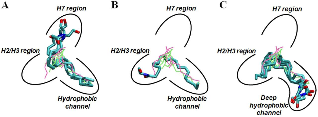 Three AEA equilibrated poses.(A) AEA equilibrated pose 1_H7 (equilibrated pose1, equilibrated pose3 and equilibrated pose8). (B) AEA equilibrated pose 1_H2/H3 (equilibrated pose2). (C) AEA equilibrated pose 2d_H2/H3 (equilibrated pose4, equilibrated pose5, equilibrated pose6 and equilibrated pose7).
