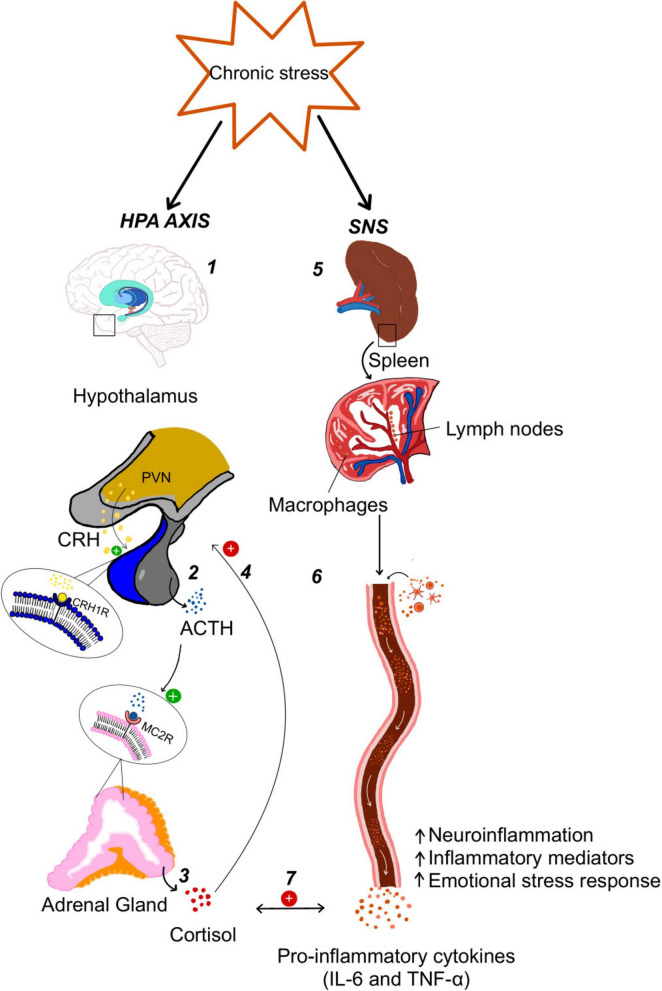 Diagram depicting interactions between central nervous system regions, such as thalamus, hippocampus, amygdala, and PFC, illustrating excitatory and inhibitory neurons, CB1R signaling, synaptic communication, and their links to stress responses and peripheral tissue inflammation involving adipocytes, monocytes, and macrophages.