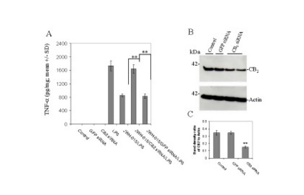 Cultured microglial cells (N9) treated with LPS and 100 nM anti-murine CB2 siRNA lose their ability to respond to CB2 agonist, JWH-015. A, Microglial cells treated with LPS (100 ng/mL) secreted large quantities of TNF-α (n = 3, **p < 0.005). Co-treatment with JWH-015 (5 μM) attenuated LPS-induced TNF-α release. Pre-treatment with anti-CB2 siRNA abolished JWH-015's ability to reduce LPS-induced TNF-α release (n = 3, ** p < 0.05). Non-targeting anti-GFP siRNA control had no effect. B and C, Western blot using an anti-murine CB2 antibody demonstrates that 100 nM anti-CB2 siRNA significantly reduced expression of CB2 protein by N9 microglial cells after 48 hr (n = 2, ** p < 0.05).