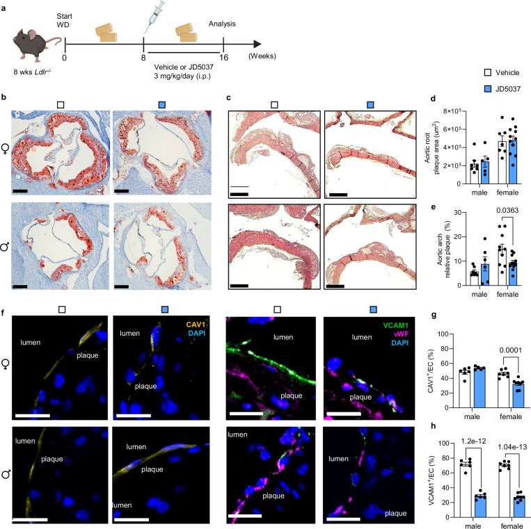 Effect of chronic peripheral CB1 antagonist administration on atherosclerosis and CAV1 expression.a Schematic experimental design scheme (Created in BioRender. Prabhu, A. (2026) https://BioRender.com/esv7wyx). Male and female Ldlr−/− mice were fed with WD for 16 weeks and received daily intraperitoneal injected JD5037 (3 mg/kg) or vehicle for the last 8 weeks. b Representative ORO-stained images of aortic root cross-sections (scale bar, 500 μm) and c H&E-stained aortic arch longitudinal sections (scale bar, 500 μm). d Quantification of absolute lesion areas in aortic roots (vehicle: n = 7 both sexes; JD5037: male n = 5, female n = 11) and e aortic arches (vehicle: male n = 7, female n = 10; JD5037: male n = 6, female n = 11) f Representative images of CAV1 (yellow), VCAM (green) and vWF (magenta) in aortic arch plaques; nuclei were stained with DAPI (scale bar, 20 μm). g, h Quantification of CAV1 (vehicle: male n = 6, female n = 7; JD5037: male n = 5, female n = 8) and VCAM1 (vehicle: male n = 6, female n = 7; JD5037: male n = 6, female n = 8) positive ECs. All data are shown as mean ± s.e.m.; Two-way ANOVA with Sidak post hoc test (d, e, g, h) was applied. Each data point represents one individual mouse sample (biological replicate), collected in at least 2 independent experiments.
