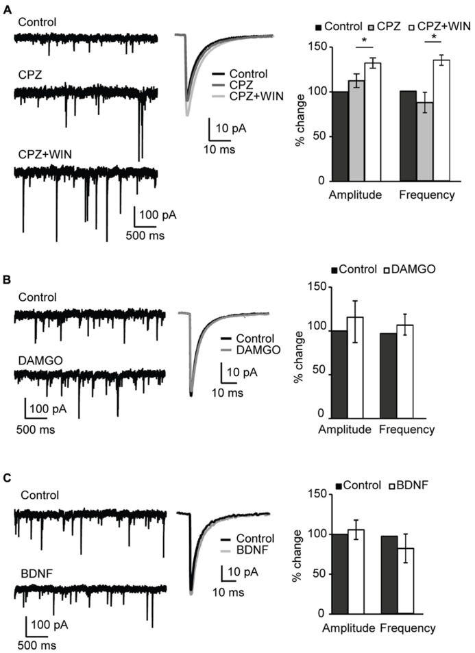 Specificity of CB-dependent effects on sIPSCs. (A) Blockade of TRPV1 receptors did not occlude the effect of WIN 55,212-2 on inhibitory neurotransmission. Left: Example traces of sIPSCs in control; in the presence of the TRPV1 receptor antagonist CPZ (caspazepine, 5 μM), and after perfusion of CPZ + WIN (caspazepine, 5 μM and WIN 55,212-2, 1 μM). Middle: Average sIPSC for the same conditions shown on the left. Black: control; dark gray: CPZ; light gray: CPZ + WIN. Right: Bar-plot summarizing the effect of CPZ and WIN on sIPSC amplitude and frequency. Black: control; gray: CPZ; white: CPZ + WIN. (B) Activation of opioid receptors did not affect sIPSC amplitude nor frequency. Left: Example traces of sIPSCs in control (top) and in the presence of the opioid receptor agonist DAMGO (0.1 μM, bottom). Middle: Average sIPSC for the same conditions shown on the left. Black: control; gray: DMAGO. Right: Bar plot summarizing the effect of DAMGO on sIPSC amplitude and frequency. Black: control; white: DAMGO. (C) Bath application of BDNF did not affect sIPSC amplitude and frequency. Left: Example traces of sIPSCs in control (top) and in the presence of BDNF (0.2 μM, bottom). Middle: Average sIPSC for the same conditions shown on the left. Black: control; gray: BDNF. Right: Bar plot summarizing the effect of BDNF on sIPSC amplitude and frequency. Black: control; white: BDNF. All data are expressed relative to their respective Control to show fold changes. Data are presented as mean ± SEM, statistical significance is indicated by * for P < 0.05.