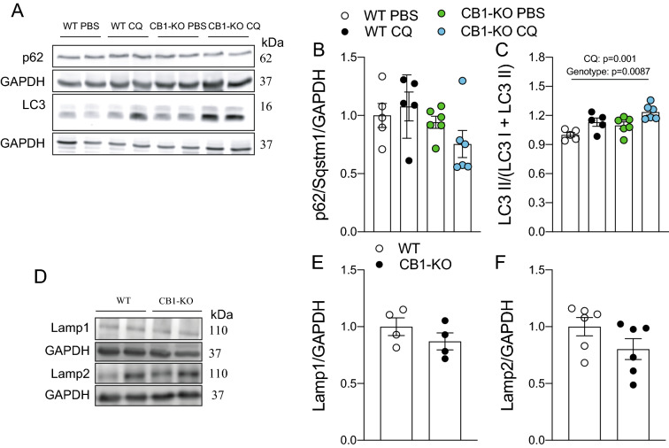 The CB1 regulates basal autophagy in tibialis anterior muscle. p62/Sqstm1, LC3, Lamp1, and Lamp2 protein levels were determined by western blot. A Representative western blot image. B p62/Sqstm1 protein levels. C LC3 II is normalized by total LC3. D Representative western blot image. E Lamp1 protein levels. F Lamp2 protein levels. Two-way analysis of variance (ANOVA) with Bonferroni’s post hoc test and unpaired t-test were conducted. Statistical significance was set at p < 0.05. Values are expressed as mean and S.E.M. and scatter dot plots, as appropriate