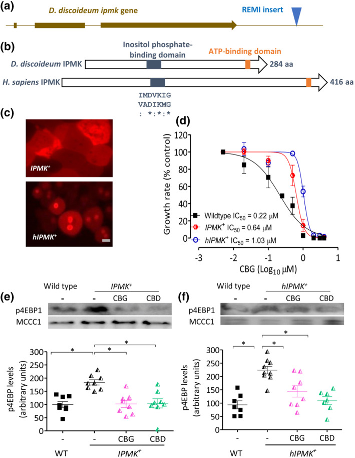 Elevated expression of D. discoideum or human IPMK regulates the effect of CBG and CBD on growth and mTORC1 activity in D. discoideum. (a) A D. discoideum insertional mutant showing resistance to CBG contained a mutagenic (REMI) insert 885 bp downstream from the ipmk open‐reading frame (DDB_G0281737; Uniprot Q54TI0). (b) The D. discoideum IPMK protein shares 33% identity to the human protein (hIPMK; Uniprot Q8NFU5) and both contain inositol phosphate‐ and ATP‐binding domains (highlighted; similar aa residues ‘:’, identical aa ‘*’). (c) Fluorescent images of D. discoideum cells expressing the D. discoideum IPMK‐RFP (IPMK + ) protein localised to the cytoplasm and the human hIPMK‐RFP (hIPMK + ) localised to the nucleus and cytoplasm (bar = 3 μm). (d) Growth sensitivity to CBG, analysed by two‐factor ANOVA, showed a significantly reduction in IPMK + (n = 6) and hIPMK + (n = 7) compared with WT cells (n = 10) (p ≤ 0.01 for both) (*p ≤ 0.05). (e, f) mTORC1 activity in IPMK + and hIPMK + was assessed following treated with either solvent (−), CBG or CBD (0.25 μM) for 1 h by monitoring phosphorylation of 4EBP1 by western blot (n = 8), with loading control (MCCC1). (e) In the absence of phytocannabinoids, IPMK + cells had significantly higher mTORC1 activity than WT cells and both phytocannabinoids significantly reduced mTORC1 activity. (f) In the absence of phytocannabinoids, hIPMK + cells had significantly higher mTORC1 activity than WT cells and both phytocannabinoids significantly reduced mTORC1 activity. Data were normally distributed with Shapiro–Wilk's test and a one‐way ANOVA with Bonferroni's multiple comparison test was carried out to test significance, *p ≤ 0.05. Graphs show mean ± SEM and significance was tested against WT control and IPMK + or hIPMK + control