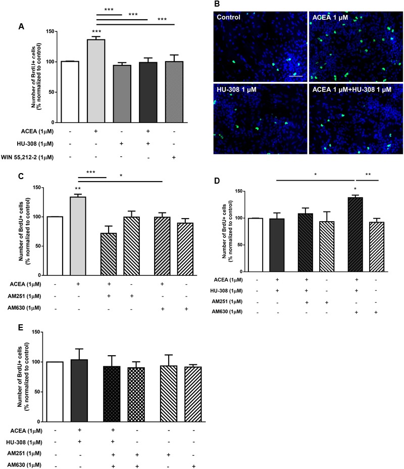 CB1R-mediated increase in SVZ cell proliferation is changed by modulation of CB2R. (A,C–E) Bar graphs depict the number of BrdU-positive cells. Values were normalized to the control mean for each experiment and are represented as mean ± SEM. Control was set to 100%. n = 3–11. ∗p < 0.05, ∗∗p < 0.01, ∗∗∗p < 0.001, using Sidak’s multiple comparison test. (B) Representative fluorescent digital images of cells immunopositive for BrdU (green) and Hoechst 33342 staining (bluenuclei). Scale bar = 50 μm.