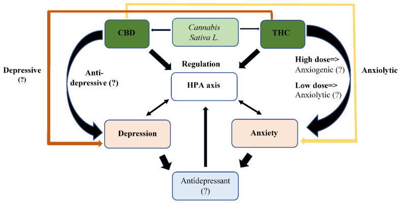 Putative effect of cannabinoids on depression and anxiety. Some of the data presented above is speculative and needs further clarification in future study. In addition, the putative role of additional cannabinoids contained in cannabis has not been well studied and is not represented in this figure.