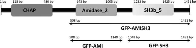 Prediction of E-LM12 endolysin domains and schematic representation of the different fragments that were cloned. The endolysin contains a N-terminal CHAP catalytic domain, a central Amidase-2 domain, and a C-terminal SH3b_5 binding domain.