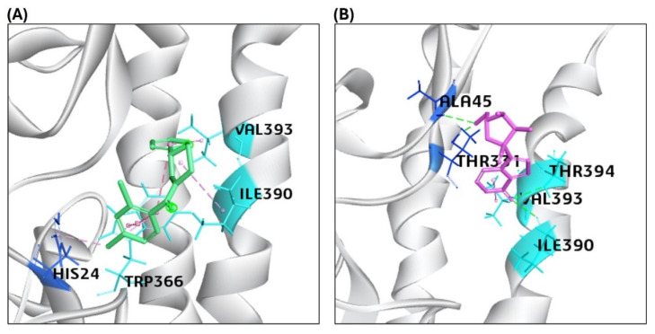 Representation of the molecular interaction of ligands in the binding sites of the structure of the HA protein. (A) F0045(S) (standard) interacted through a hydrogen bond with HIS24 of the HA1 chain, VAL 393, and ILE390 of the HA2 chain of the HA protein. (B) GS441524 interacted through hydrogen bonds with ALA45 and THR331 of the HA1 chain, VAL 393, and ILE390 of the HA2 chain of the HA protein.