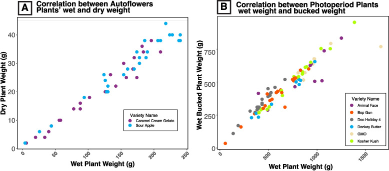 Correlation between plant mass for different C. sativa varieties. A A positive correlation is observed between wet mass and dry mass for two autoflower varieties (P < 0.0001, r = 0.99; Y = 0.31 + 0.17X). B A positive correlation is noted between wet mass and wet bucked mass for six photoperiod varieties (P < 0.0001, r = 0.95;Y = 78 + 0.58X)
