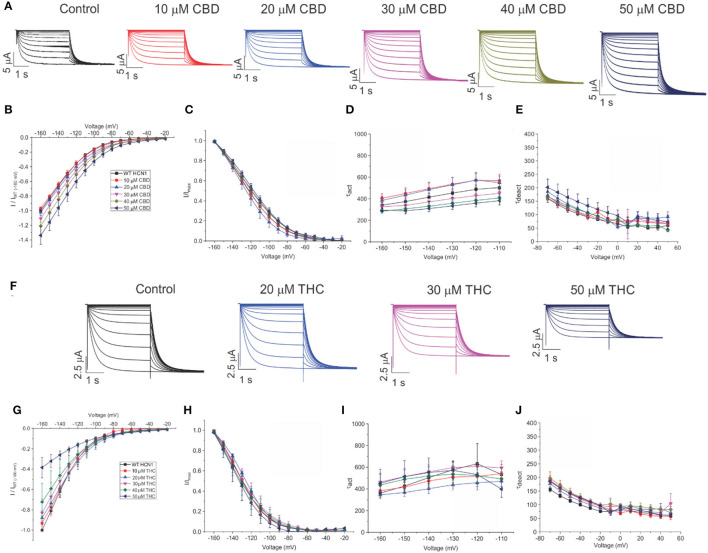 Regulation of HCN1 by cannabidiol (CBD) and Δ9-tetrahydrocannabidiol (THC). (A) Representative traces from a paired experiment following the addition of increasing concentrations of CBD to oocytes expressing full-length HCN1. (B) Current–voltage (I/V) relationship in presence of CBD normalized to maximal current (IWT(−160mV)) (5 < n <18 per condition; P < 0.05 for 30–50 μM). (C) Steady state activation in presence of CBD (P = 0.81 for V1/2). (D) Activation time constant (τ) kinetics in presence of CBD (0.21 < P < 0.71). (E) Deactivation time constant (τ) kinetics in presence of CBD (3 < n <7 per condition; 0.09 < P <0.65). (F) Representative traces from a paired experiment following the addition of increasing concentrations of THC to oocytes expressing full-length HCN1. (G) (I/V) relationship in presence of THC normalized to maximal current (IWT(−160mV)) (4 < n <8 per condition; P <0.05 for Gmax (slope between −120 and −160 mV) of 20–50 μM). (H) Steady-state activation in presence of THC (P = 0.49 for V1/2). (I) Activation time constant (τ) kinetics in presence of THC (0.21 < P < 0.90). (J) Deactivation time constant (τ) kinetics in presence of THC (3 < n < 8 per condition; 0.11 < P < 0.45).