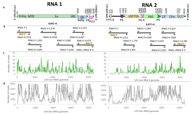Genome organization of cannabis lettuce chlorosis virus (LCV) isolate. (a) A scheme of the cannabis LCV isolate RNA1 and RNA2 segments encoding putative viral proteins represented in rectangles. (b) RT-PCR primers that established the full genome sequence of the cannabis LCV isolate (Table S2). (c) Obtained reads and coverage of cannabis LCV isolate by NGS Illumina Miseq sequencing of small RNA preparation. (d) Obtained reads and coverage of cannabis LCV isolate by NGS Illumina Hiseq sequencing of total RNA preparation.