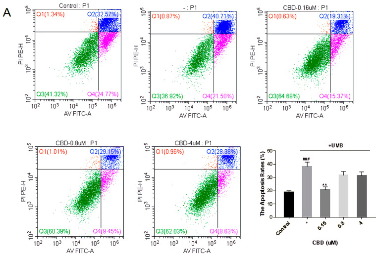 Inhibition of (A) CBD, (B) S-88745 and (C) S-92153 on UV-induced apoptosis in HFF-1. The control group was not stimulated by UV. The UV-treated group (-) produced a lot of reactive oxygen species after UV stimulation. The experiments were repeated three times. Each bar illustrates the average ± standard deviation (SD) counted from three experiments. p < 0.05 was considered statistically significant. ** p < 0.01 compared to the UV−treated group; ### p < 0.001 compared to the control group.