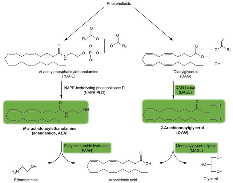 The synthesis and degradation of endocannabinoids. The green background indicates the metabolites and enzymes relevant to schizophrenia. Abbreviations of metabolites and enzymes frequently used in the text are also indicated.