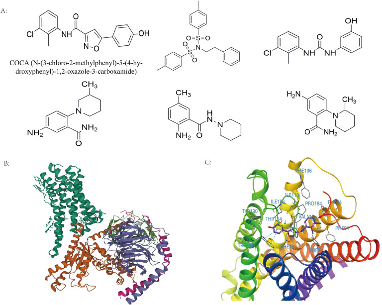 Results of AI virtual screening.A. Chemical structures of the top six candidate compounds identified from high-throughput virtual screening using AlphaFold 3 with CB2R receptor structures. Among these, COCA (N-(3-chloro-2-methylphenyl)-5-(4-hydroxyphenyl)-1,2-oxazole-3-carboxamide) exhibited the most favorable predicted binding affinity and was selected for further analysis. B. The three-dimensional structure of the CB2 receptor (CB2R), highlighting the orthosteric ligand-binding pocket as the primary target site for docking. C. Predicted binding pose of COCA within the orthosteric site of CB2R, as determined through molecular docking. COCA is shown embedded in the binding cavity, forming multiple stabilizing interactions with surrounding amino acid residues. Key contacts include π–π stacking interactions with PHE94 and TRP194, and hydrophobic interactions involving PHE87, PHE91, ILE110, VAL113, THR111, PHE106, PHE183, PRO184, ILE186, and TYR190. The docking score of −6.772 kcal/mol indicates a high predicted affinity, supporting COCA’s potential as a lead compound for further pharmacological evaluation.