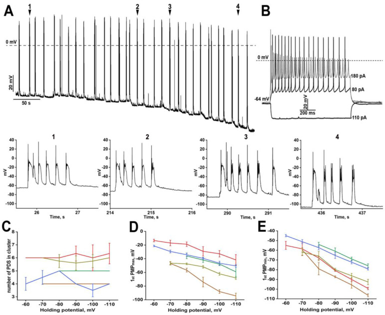 (A) The effect of membrane potential hyperpolarization on PDS structure. Enlarged individual PDSs are shown below panels (A) and (B). The numbers in panels with enlarged PDSs correspond to the numbers in panel (A); (B) The response of the neuron from panel (A) to gradual hyperpolarizing and depolarizing stimuli; (C) The dependence of the number of PDSs in the cluster on the holding membrane potential. Each curve corresponds to the number of PDSs in a cluster averaged by one representative neuron; (D,E) The dependence of PMPmax (D) and PMPmin (E) on the holding membrane potential. n = 5, n = 5 for panels (C–E). Each trace in panels (C–E) corresponds to one representative neuron. Different colors of the curves in figures (C–E) demonstrate different representative neurons analyzed in the experiments.
