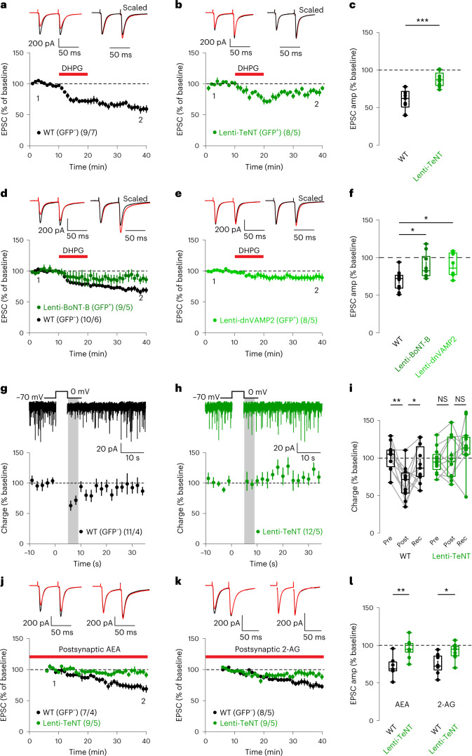 Postsynaptic SNARE function is required for eCB plasticity and eCB release.a–c, Postsynaptic lentiviral expression of TeNT impairs eCB-LTD expression (GFP−: n = 9 cells, 7 mice, 60.47 ± 4.73; GFP+: n = 8 cells, 5 mice, 87.54 ± 3.51%; P = 9.87 × 10−4). d–f, Postsynaptic lentiviral expression of BoNT-B (d) or dnVAMP2 (e) impairs eCB-LTD (GFP−: n = 10 cells, 6 mice, 69.38 ± 4.17%; BoNT-B GFP+: n = 9 cells, 5 mice, 89.14 ± 5.52%; P = 0.024; dnVAMP2 GFP+: n = 8 cells, 5 mice, 89.67 ± 5.58%; P = 0.024). f, Summary of EPSC amplitudes. g–i, Postsynaptic TeNT impairs striatal DSI (GFP−: n = 11 cells, 4 mice, pre-depol: 101.93 ± 5.38%, post-depol: 67.33 ± 6.50%, recovery: 91.48 ± 7.40%, P = 9.77 × 10−4, P = 0.032; GFP+: n = 12 cells, 5 mice, pre-depol: 97.40 ± 4.24%, post-depol: 99.58 ± 7.00%, recovery: 111.00 ± 6.81%, P = 0.569, P = 0.339). j–l, Postsynaptic TeNT prevents LTD induced by AEA loading or 2-AG loading (AEA GFP−: n = 7 cells, 4 mice, 71.57 ± 5.20%; AEA GFP+: n = 9 cells, 5 mice, 96.06 ± 4.05%, P = 5.2 × 10−3; 2-AG GFP− data from Fig. 2g: n = 8 cells, 5 mice, 74.92 ± 4.66%; 2-AG GFP+: n = 9 cells, 5 mice, 92.01 ± 3.57%; P = 0.015). l, Summary of EPSC amplitudes. Data are mean ± s.e.m. c,f,i,l, Box plots are depicted as mean (center), first/third quartiles (lower/upper box limits) and minima/maxima (bottom/top whiskers). Statistical significance was assessed by two-sided tests, including Mann–Whitney tests (c,l) and Wilcoxon signed tests (f) (***P < 0.001; **P < 0.01; *P < 0.05; NS, not significant). depol, depolarization; Rec, recovery.Source data