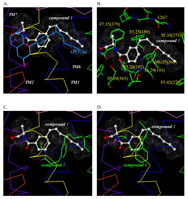 Affinity/SA models of CP55244 and compound 1, 2 and 6. (A) Overlay of the Affinity/SA models of CP55244 and compound 1. (B) Key amino acid residues of the CB1 receptor for binding with the Affinity/SA model of compound 1. H-bonding between compound 1 and the binding pocket residues is represented with white dots. (C) Overlay of the Affinity/SA model of compound 2 with compound 1. (D) Overlay of the Affinity/SA model of compound 6 with compound 1.