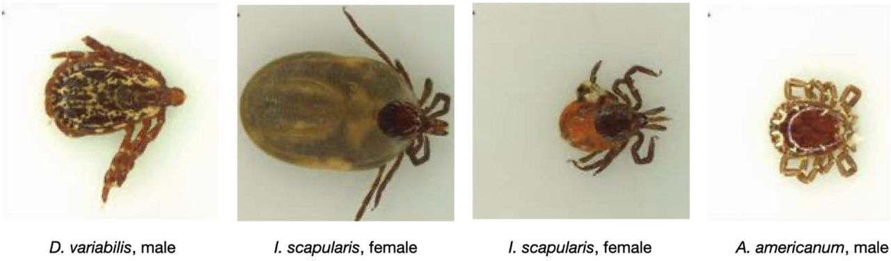 Representative images from the laboratory test set that includes high-quality images of tick specimens taken on a plain background.The laboratory test set includes male and female (fed and unfed) specimens of the three most common human-biting ticks in the U.S.A. The laboratory test set was sourced from an online database maintained by the TickReport.com tick identification and testing service (35).