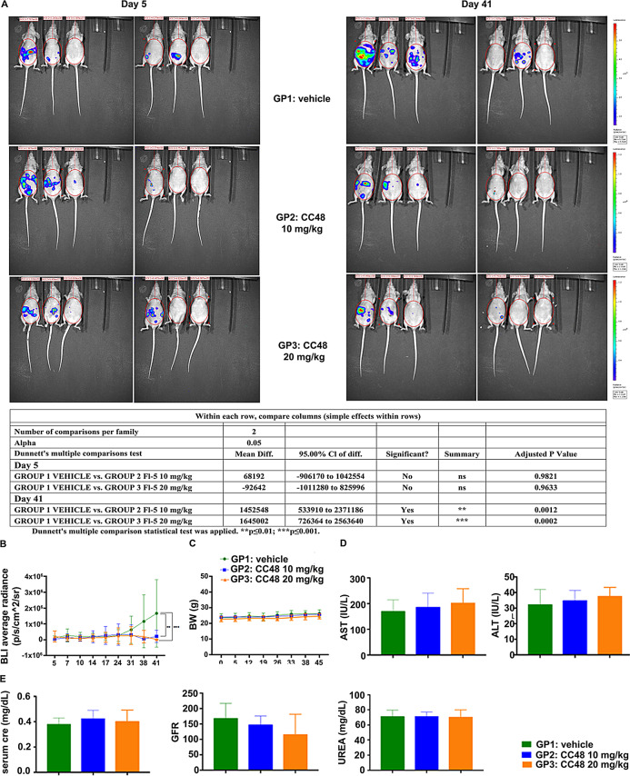 CB2R agonist CC48 reduces tumor masses in mice. (A) Tumor growth was evaluated weekly using an IVIS spectrum PerkinElmer. Tumor masses measurements were started on the fifth day after intraperitoneal inoculation of GC cell line NCl-N87_LUC and were performed twice a week until day 41; (B) From the statistical analysis performed on the data obtained throughout the study (up to day 41), a substantial and significant decrease in tumor volume was observed at day 41 in mice treated with both CC48 concentrations (GP2, 10 mg/kg and GP3, 20 mg/kg), compared to the control group (vehicle) (**p < 0.01 for GP2 and ***p < 0.001 for GP3).Dunnett’s multiple comparison statistical test was applied; (C) No statistically significant differences were observed between the control group (vehicle) and the two treated groups (GP2 and GP3) in relation to body weight, suggesting that the drug did not negatively affect the growth or energy balance of the animals. D-E) Similarly, the biochemical (D, E) and urinary (E) parameters analysed did not show any significant alterations in the treated groups (GP2 and GP3), as compared to the control group. Abbreviations BW: Body Weight; AST: Aspartate Transferase; ALT: Alanine Aminotransferase; Cre: Creatinine; GFR Glomerular Filtration Rate