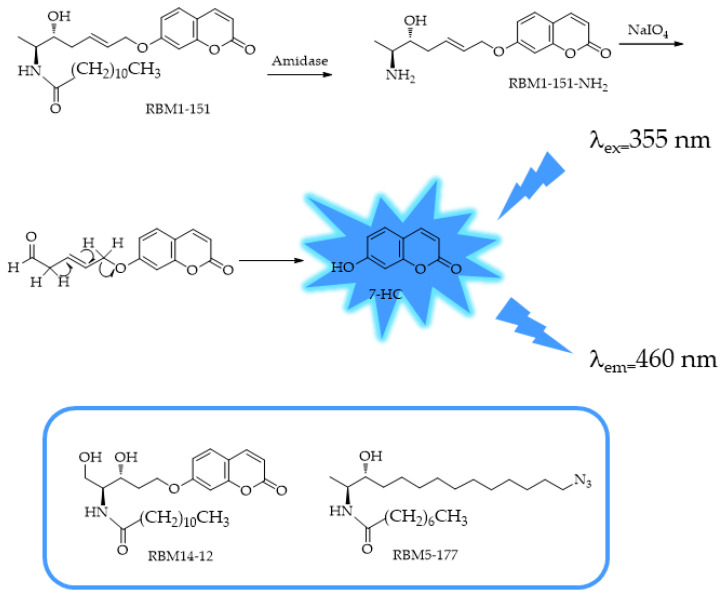 Scheme of production of 7-hydroxyl coumarin (7-HC) from RBM1-151 by amide hydrolysis and further in situ oxidation and β-elimination. In the box are the original compounds that inspired RBM1-151: RBM5-177 and RBM14-C12.