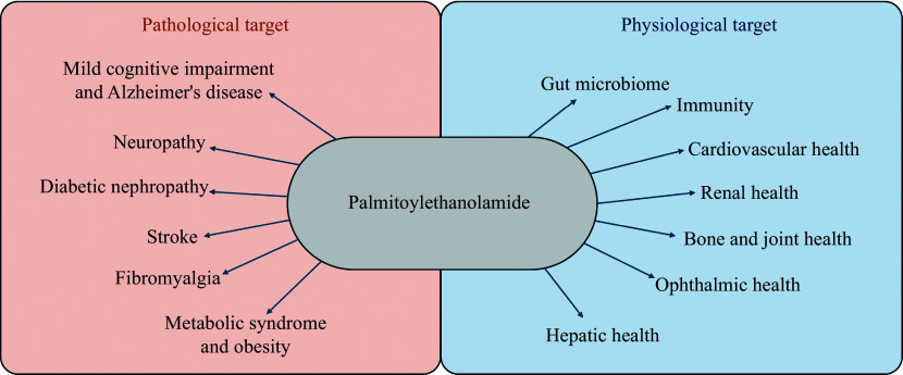 Physiological and pathological targets of palmitoylethanolamide.