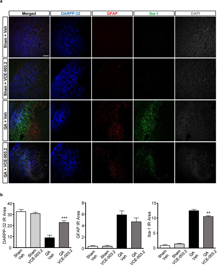 Neuroprotection and attenuation of glial reactivity by VCE-003.2 in QA-induced excitotoxicity in vivo.(a) Representative immunofluorescence images of DARPP32, GFAP, Iba-1 are shown in sham and QA-injected mice treated with vehicle or VCE-003.2 (10 mg/kg). (b) Immunoreactivity of the different markers was quantified with Image J software and referred to the striatal surface analyzed. Values are expressed as means ± SEM. Sham-Veh and Sham-VCE (n = 3); QA-Veh (n = 8); QA-VCE (n = 6). **p < 0.01, ***p < 0.001 vs. QA. Bar size, 200 μm.