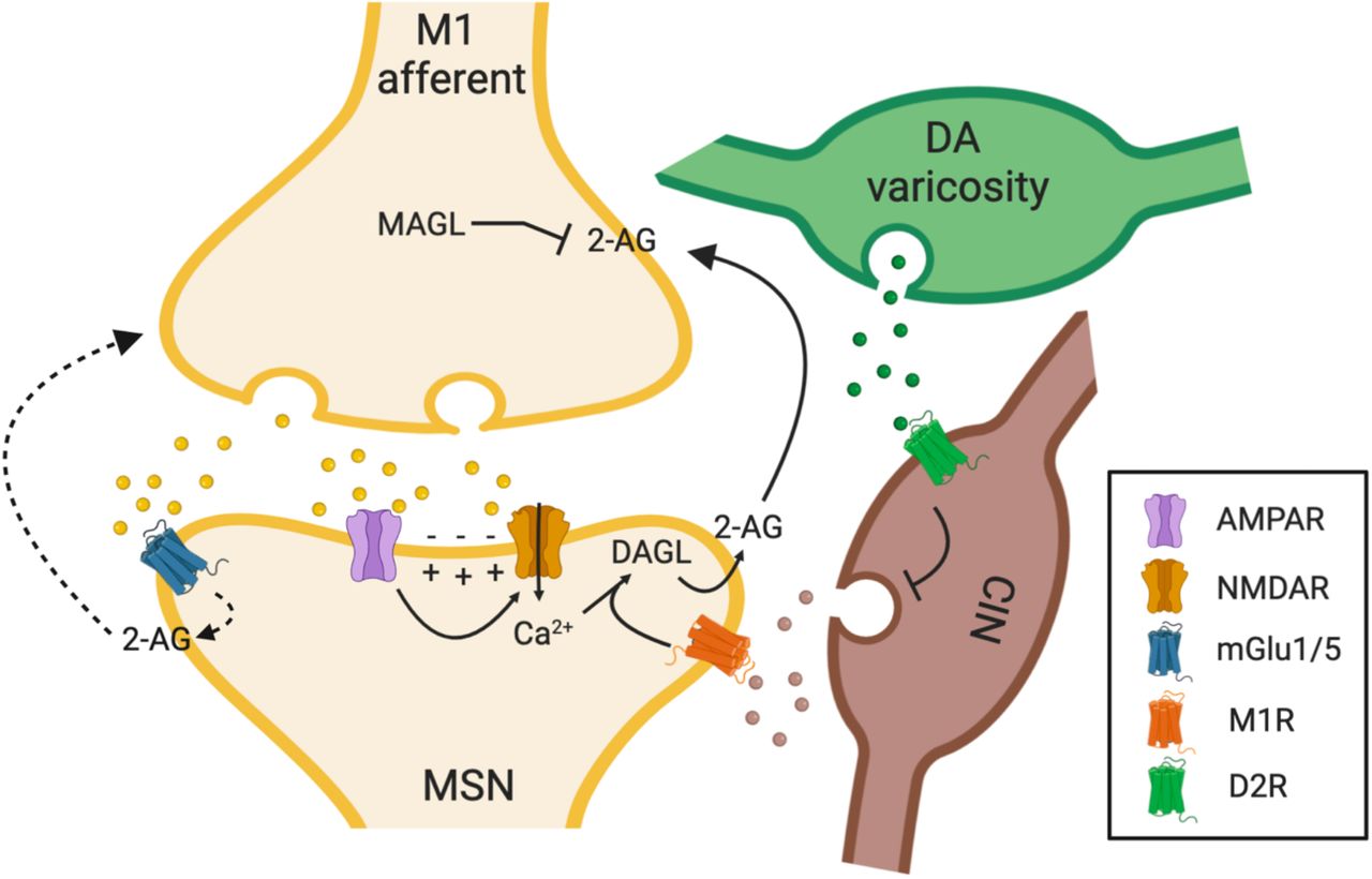 Cartoon illustrating the circuit and cellular mechanisms underlying 2-AG mobilization following brief synaptic stimulation. Our data are consistent with a model in which synaptic stimulation in the DLS generates 2-AG though converging glutamatergic and cholinergic neurotransmission.