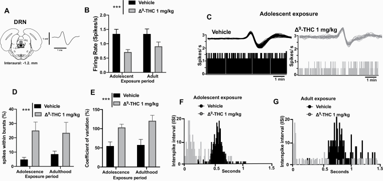 Alteration in serotonergic (5-HT) neurotransmission following chronic administration of D9-tetrahydrocannabinol (THC; 1.0 mg/kg, i.p.) during adolescence or adulthood. (A) Illustrative representation of coronal sections of the rat brain (Paxinos and Watson, 2007) showing the location of the dorsal raphe nucleus (DR, arrow). The number at the bottom corresponds to the anterior–posterior coordinate (mm anterior to the interaural line). Aq, Sylvian aqueduct (left). Typical spike characteristics of presumed serotonin (5-HT) neurons (right). Chronic adolescent THC exposure during adolescence decreased 5-HT firing activity to the same extent as chronic adult THC exposure (B). Representative firing rate histograms of 5-HT neurons recorded after adolescent exposure (C). Chronic THC exposure increased burst density of 5-HT neurons (D) and the coefficient of variation after both adolescent and adult exposure (E). Interspike interval histograms of 5-HT neurons after chronic adolescent (F) or adult (G) treatment with vehicle or THC. Two-way ANOVA was employed. ***P < .001. Each bar represents mean ± SEM.