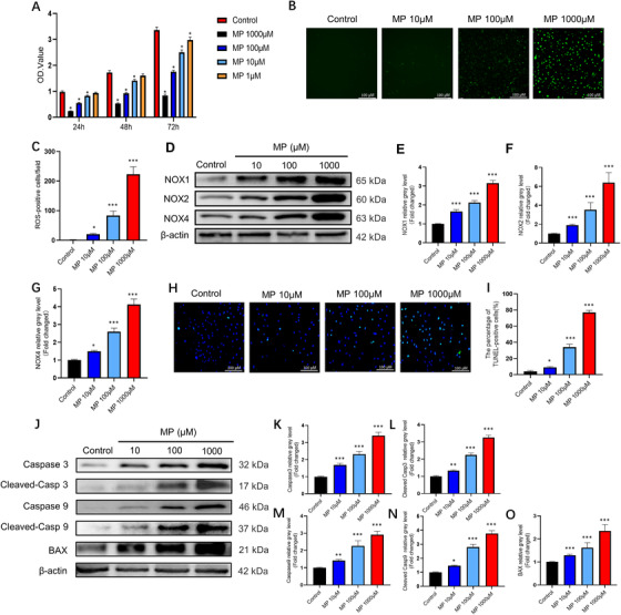 Glucocorticoids promote bone marrow mesenchymal stem cell (BMSC) apoptosis by inducing oxidative stress. (A) Cytotoxicity of methylprednisolone (MP) was assessed on BMSCs using CCK‐8 assay. (n = 5, mean ± SD, *p < 0.05 versus control group). (B) Reactive oxygen species (ROS) staining was performed to test the correlation between different concentrations of MP and the level of oxidative stress. (C) Average number of ROS‐positive cells per field in each group. (D–G) BMSCs were stimulated with various concentrations of MP for 24 h, the expressions of NOX1, NOX2, and NOX4 were analyzed by western blot. (H) TUNEL staining was performed to test the correlation between different concentrations of MP. (I) Quantitative analysis of the positively TUNEL‐stained BMSCs ratio in (H). (J–O) BMSCs were stimulated with various concentrations of MP for 48 h, the expression levels of the apoptosis‐related proteins were shown (n = 3, mean ± SD; *p < 0.05; **p < 0.01; ***p < 0.005 versus control group). These studies were performed at least three biological replicates