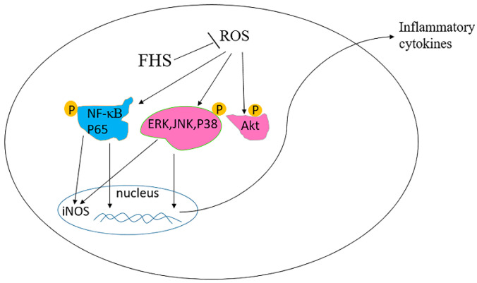 Proposed signaling pathways for FHS in LPS-stimulated N9 microglial cells.