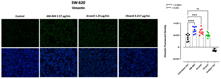 Immunofluorescence analysis of vimentin expression in response to CB1-agonists. CB1-agonists, AM-404, Arvanil, and Olvanil, significantly increased the expression of the epithelial–mesenchymal transition (EMT), vimentin, in SW-620 cells. Cells were fixed, permeabilized, blocked, and immunostained with primary mouse monoclonal IgG antibodies for vimentin, followed by goat anti-mouse AlexaFluor 488 (green) secondary antibodies. As an isotype control, we use normal mouse IgG. The fluorescence was calculated using Corel Photo-Paint, with the average of eight points subtracted by the background fluorescence and multiplied by the pixel density (20× objective). Statistical significance, as indicated by asterisks, was calculated with ANOVA and Fisher’s uncorrected LSD multiple comparisons post hoc test at a confidence level of 95%. ns = non-significant, **** p < 0.0001, *** p < 0.001.