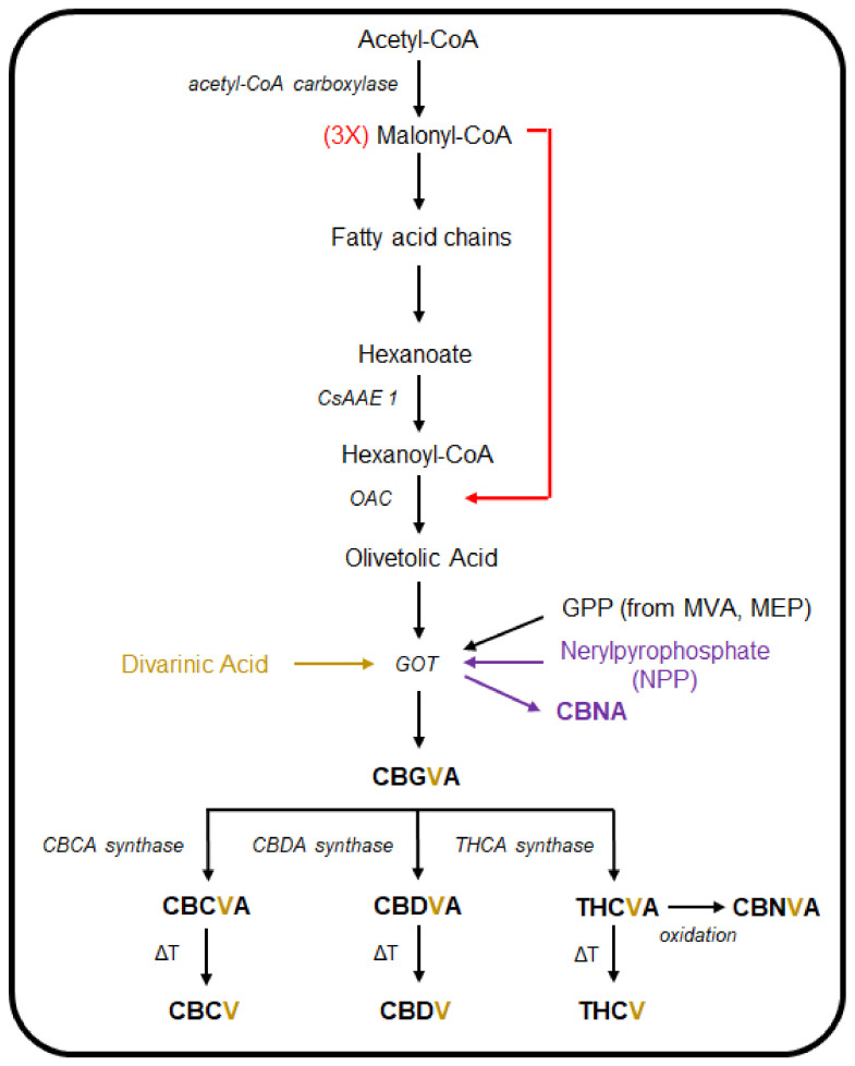 An overview of the cannabinoid biosynthesis pathway in Cannabis sativa. Malonyl-CoA, formed from acetyl-CoA, is used downstream with hexanoyl-CoA to produce olivetolic acid (OA). Next, OA is used as substrate along with other biomolecules by the GOT enzyme to produce the major cannabinoid precursor, CBGA. When GOT uses substrates additional to OA, such as divarinic acid or nerylpyrophosphate, a range of other minor cannabinoids are produced.