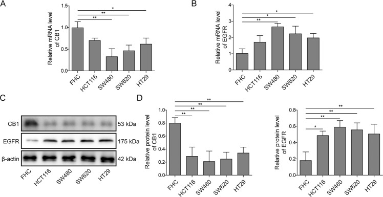 Expression of CB1 and EGFR in normal colon cells and colorectal cancer cells.A QPCR results showed that CB1 was downregulated in colorectal cancer cells. B QPCR results showed that EGFR was upregulated in colorectal cancer cells. C, D Western blot analysis showed that CB1 was downregulated and EGFR was upregulated in colorectal cancer cells. *P < 0.05; **P < 0.01.