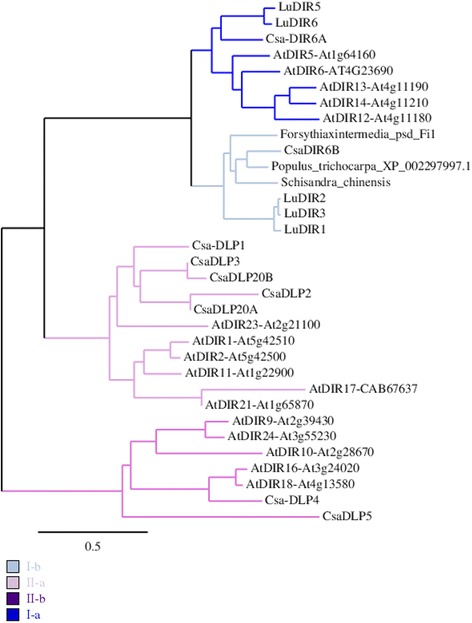 Phylogenetic analysis of DIR and DIR-like proteins (DLP). Cannabis sativa (Csa), A. thaliana (At), Forsythia x intermedia, Populus trichocarpa, Schisandra chinensis and Linum usitatissimum (Lu). Neighbour-joining tree calculated with 1000 bootstraps replicates with bioNJ algorithm (phylogeny.fr; [72]). Scale bar: expected numbers of amino acid substitutions per site. The sequences are in the Additional file 1