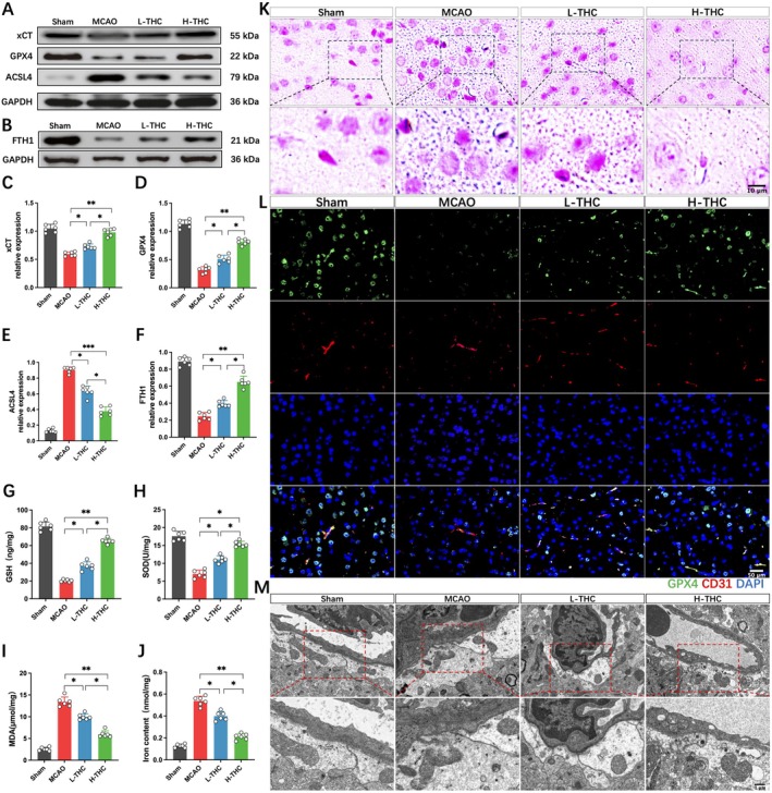 THC mitigates ferroptosis after MCAO. (A–F) Western blot images and quantitative analysis of xCT, GPX4, ACSL4, and FTH1 protein expression. (G–J) Quantitative analysis of iron content, GSH, SOD, and MDA levels in brain tissue. (K) Representative images of Prussian blue staining. (L) Co‐immunostaining of CD31 and GPX4 in cerebral microvessels. (M) Ultrastructural changes in the BBB. All data are presented as mean ± SD, n = 6 per group, one‐way ANOVA, *p < 0.05, **p < 0.01, ***p < 0.001.