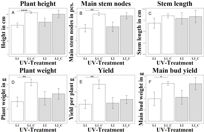 Changes in morphological and yield parameters as a function of UV exposure. Each letter (A–F) represents a different parameter: (A) shows plant height (Height in cm), (B) main stem nodes (in pcs.), (C) stem length (in cm), (D) plant weight (in g), (E) total yield per plant (in g), and (F) main bud yield (in g). Different UV treatments were applied: L1 with a UVA:UVB ratio of 67:33 (4.2 W/m2), L1_C: Control without UV, L2 with a high UVA:UVB ratio of 94:6 (4.99 W/m2), L2_C: Control without UV. The bar graphs indicate significant differences in these parameters under varying UV conditions. Significance levels: **** (P ≤ 0.0001), ** (P ≤ 0.01), * (P ≤ 0.05).