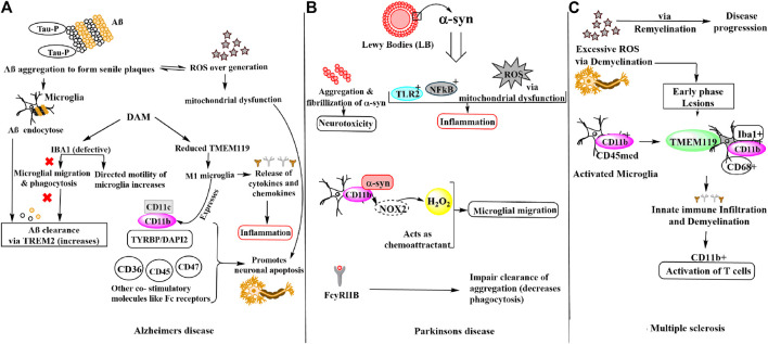 Schematic representation of microglial involvement in disease pathogenesis of (A) Alzheimer’s disease (B) Parkinson’s disease (C) Multiple sclerosis.