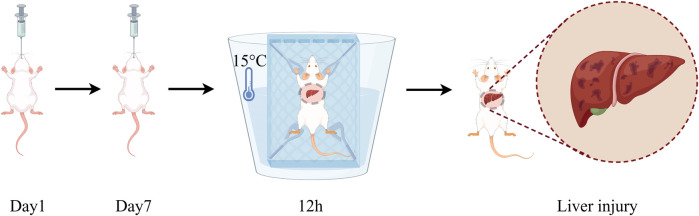 Schematic diagram of monitoring timeline for drug therapy and model establishment.