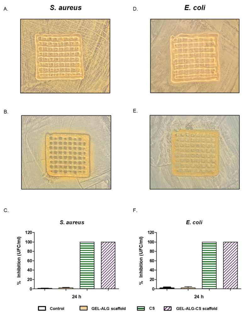 Antimicrobial activity: GEL–ALG scaffold (A) and GEL–ALG–CS scaffold (B) against S. aureus by disk diffusion method. (C) Percentage of growth inhibition of S. aureus, evaluated by the dilution method. GEL–ALG scaffold (D) and GEL–ALG–CS scaffold (E) against E. coli by disk diffusion method. (F) Percentage of growth inhibition of E. coli, evaluated by the dilution method.