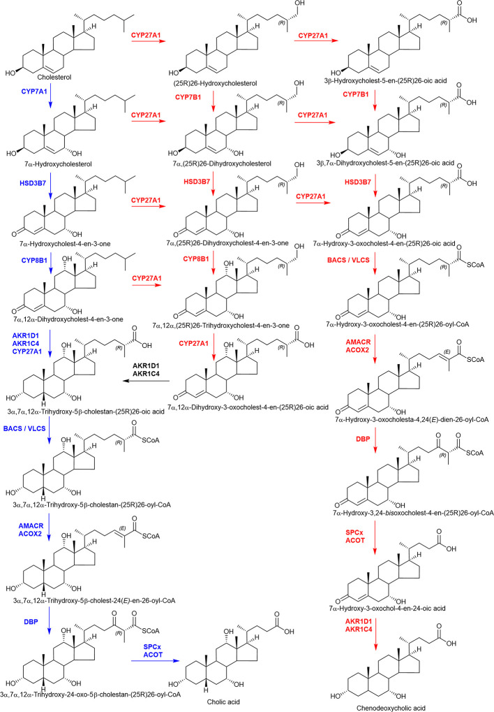 A simplified view of the major bile acid biosynthesis pathways. The “neutral” pathway (highlighted in blue) starts with 7α-hydroxylation of cholesterol by CYP7A1, the “acidic” pathway with (25R)26-hydroxylation then (25R)26-carboxylation of cholesterol by CYP27A1. In the “acidic” pathway (highlighted in red) CYP7B1 is the 7α-hydroxylase.