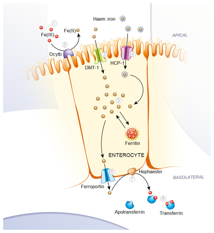 Schematic representation of Fe(II) uptake by intestinal epithelial cells through transport via DMT-1 (3) and HCP-1 (4), intracellular storage as ferritin and the basolateral transport of divalent iron through ferroportin (6) with subsequent oxidation by hephaestin (7), and binding to apotransferrin (8) with resulting removal of the transferrin via the blood route; image from [12].