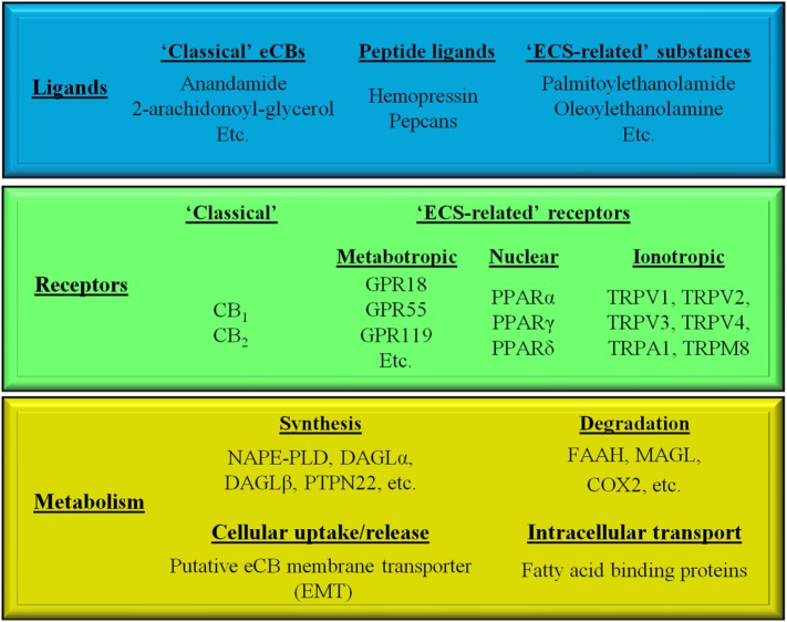 Simplified overview of the endocannabinoid system.