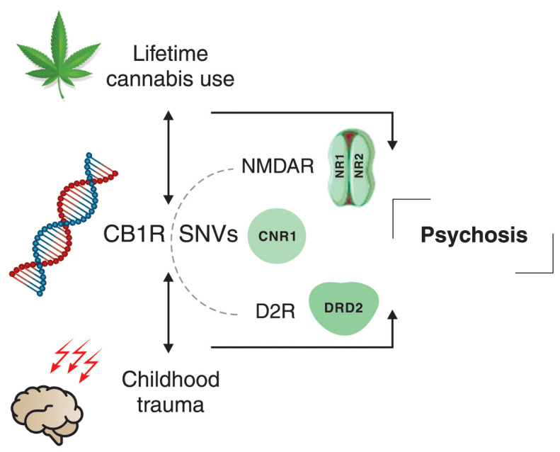 Schematic representation of our main findings. In the presence of CNR1 gene variants, lifetime cannabis use and childhood trauma may modulate the N-methyl-D-aspartate receptor (NMDAR) and dopamine-2 receptor (D2R) genes, increasing the risk of psychosis. CB1R = cannabinoid receptor type 1; SNVs = single nucleotide variants.