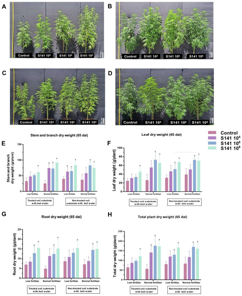 Assessment of cannabis growth patterns following inoculation with B. velezensis S141 in a greenhouse environment. The S141-inoculated and non-inoculated cannabis were cultivated in soil treated with boiled water containing either low fertilizer (A) or normal fertilizer (B) or untreated soil comprising low fertilizer (C) or normal fertilizer (D), from which features images of individually cultivated cannabis plants in pots were collected. Specific growth parameters, including leaf dry weight (E), stem and branch dry weight (F), root dry weight (G), and total dry weight (H), were monitored. Bars indicate mean values ± SD (n = 5) from three biological replications. Significant differences between control group are indicated by asterisks (p < 0.05).