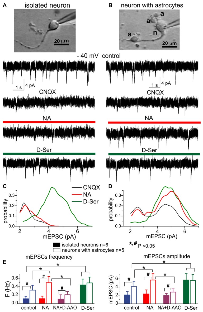The lack of efficient release of D-Serine from neurons. (A,C) Modulation of NMDA receptors by the D-Serine was evaluated in acutely isolated neocortical neurons retaining the functional glutamatergic synapses (Lalo et al., 2006; Lalo and Pankratov, 2017). (B,D) Similar recordings were made in the neuron attached to few astrocytes (marked as “a”) after dissociation of this neuron-astrocyte “bundle” from neocortex of WT mice; identification of astrocytes was confirmed by their electrophysiological properties after recordings (Lalo et al., 2014a; Rasooli-Nejad et al., 2014; Lalo and Pankratov, 2017). (A,B) Representative whole-cell currents recorded at −40 mV in the presence of picrotoxin, TTX, PPADS and 5-BDBD (control) before and after consecutive application of CNQX, (NA, 1 μM) and exogenous D-Serine (10 μM) after washout of NA. The transient events which can be seen in the neurons (A,B) in the control are miniature excitatory synaptic currents, as demonstrated in Lalo et al. (2006) and Lalo and Pankratov (2017). Note that amplitude and frequency of the events recorded in the control in fully isolated neurone are similar to the dissociated neurone with attached astrocytes (B). Inhibition of AMPA receptors with CNQX markedly suppressed the spontaneous activity in the isolated neuron as compared to its counterpart with attached astrocytes (B). The CNQX–insensitive currents were completely eliminated by application D-APV in both cases confirming they were mediated by NMDARs (data are not shown). (C,D) The corresponding amplitude distributions (probability density functions) for the spontaneous NMDAR currents recorded in neurons shown in (A,B). (E) Pooled data (mean ± SD for number of cells indicated) on the amplitude and frequency of NMDAR-mediated mEPSCs recorded in fully isolated neurons (open bars) and dissociated neurons with attached astrocytes (closed bars) at −40 mV in presence of CNQX (control) and after application of NA alone, NA in presence of D-amino acid oxidase (DAAO, 0.15 U/ml) or exogenous D-Serine. The statistical significance (un-paired t-test) of the difference between fully isolated neurons and neurons with astrocytes is indicated by the hash symbol (#); asterisks (*) indicate statistically significance of the effect of NA and D-Serine in comparison to control conditions (−40 mV, CNQX). Note that the amplitude and frequency of NMDAR-mediated mEPSCs in fully isolated neurons were much lower in comparison to the dissociated neuron with astrocytes (A,E). However, mEPSCs in the isolated neurons were restored in the presence of exogenous D-Serine, as evidenced by appearance of events with larger amplitude (C). The most straightforward explanation is that most NMDA receptors on the membrane of fully isolated neurons were not exposed to sufficient concentrations of co-agonist until exogenous D-Serine was applied. Application of NA led to increase in the number of mEPSCs with larger amplitudes (D) in the neurons with attached astrocytes but not in fully isolated neurons, suggesting that effect of NA on synaptic transmission is mediated by release of gliotransmitters. The effect of NA on the amplitude and frequency of mEPSCs was strongly attenuated by D-AAO, suggesting the involvement of D-Serine.