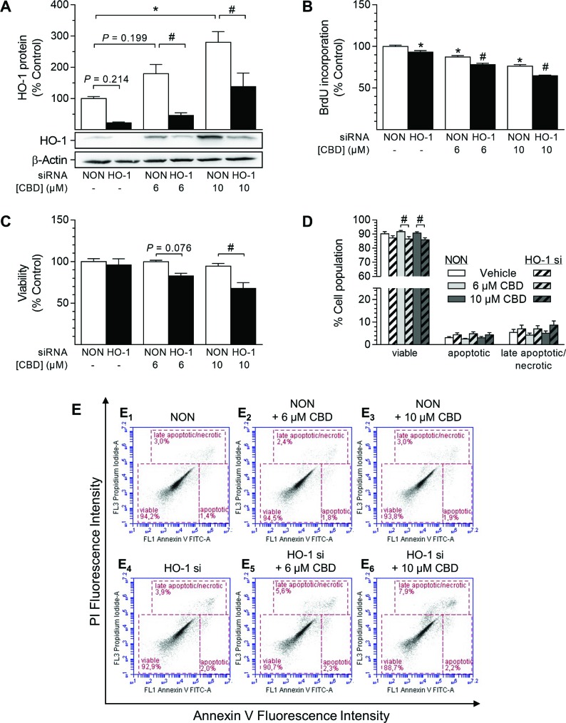 Impact of HO-1 siRNA on CBD-mediated anti-proliferative effects and viability of HUASMCCells were transfected with HO-1-specific siRNA or non-targeting siRNA (NON) and further stimulated with CBD as indicated for 48 h (A, C, D) or 24 h (B). Following incubation, cells were analyzed for protein expression of HO-1 (A), BrdU incorporation (B), viability (C) or apoptosis (D). Representative images of flow cytometry analysis of apoptosis (D) are shown in (E). Protein expression values were normalized to β-actin. Percentage of control represents comparison with the respective vehicle-treated time-matched group (set as 100%). Western blot images are representative of the experiment. Values are means ± SEM of n = 4 (A), n = 11–12 (B), n = 3 (C) or n = 9 (D) experiments. *P < 0.05 vs. time-matched NON-transfected vehicle control; #P < 0.05 vs. concentration-matched NON-transfected sample; one-way ANOVA plus Šidák post hoc test.