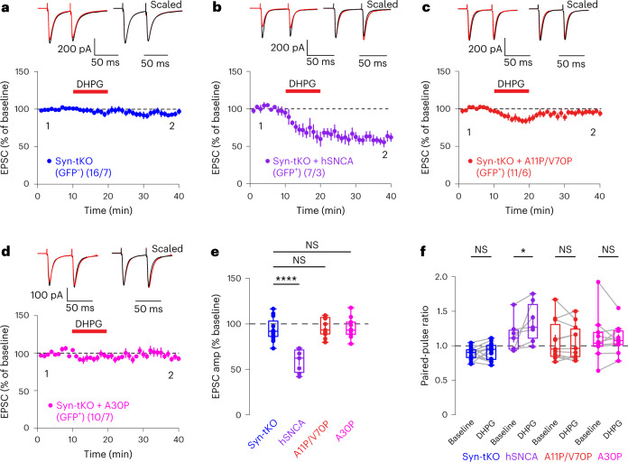 α-Syn membrane interaction domain is required for eCB-LTD.a–f, eCB-LTD is absent in GFP− SPNs (a), rescued by full-length human α-Syn (b) but not rescued by the expression of mutant A11P/V70P α-Syn (c) or by α-Syn harboring the PD mutation A30P (d) (GFP−, pooled: n = 16 cells, 7 mice, 93.84 ± 3.06%; GFP+, hSNCA: n = 7 cells, 3 mice, 59.08 ± 4.90%, P = 4.98 × 10−7; A11P/V70P: n = 11 cells, 6 mice, 95.40 ± 3.17%; P = 0.986; A30P: n = 10 cells, 7 mice, 95.75 ± 3.59%; P = 0.977). e, Summary of EPSC amplitudes. f, Summary of PPRs for Syn-tKO cells infected with α-Syn (GFP+, hSNCA baseline: 1.14 ± 0.09; post-DHPG: 1.35 ± 0.11; P = 0.016; GFP−, pooled baseline: 0.89 ± 0.02; post-DHPG: 0.92 ± 0.03; P = 0.255; A11P/V70P baseline: 1.07 ± 0.09; post-DHPG: 1.05 ± 0.08; P = 0.496; A30P baseline: 1.12 ± 0.11; post-DHPG: 1.10 ± 0.07; P = 0.695). Data are mean ± s.e.m. e,f, Box plots are depicted as mean (center), first/third quartiles (lower/upper box limits) and minima/maxima (bottom/top whiskers). Statistical significance was assessed by two-sided tests, including ANOVA with multiple comparisons (e) and Wilcoxon signed test (f) (****P < 0.0001; *P < 0.05; NS, not significant).Source data